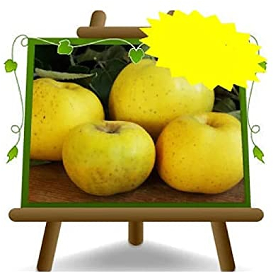 Pommiers pomme reinette du canada - Plante fruitière Porte greffe M9 sur pot 20 - arbre max 170 cm - 2 ans