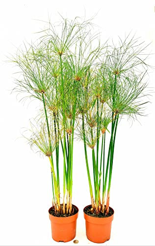 POWERS TO FLOWERS - PAPIRO, CYPERUS PAPIRUS, PAPIRO DA LAGHETTO, VASO 16CM DIAMETRO, ALTEZZA 70CM, 2 PIANTE, piante vere