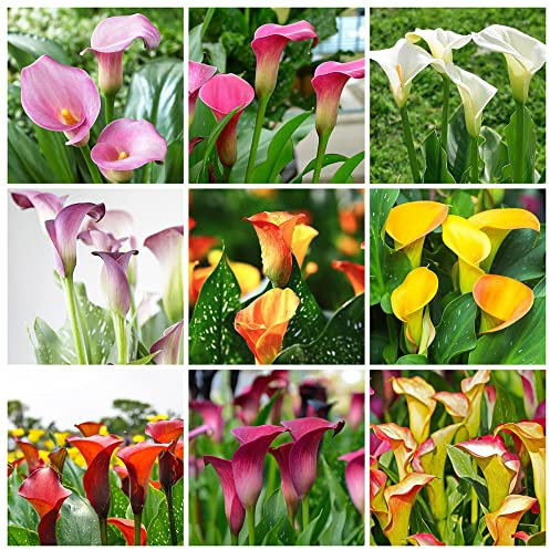 Winterharte Calla Zwiebeln Garten Blumen Balkonpflanzen Calla Lily Blumenzwiebeln MehrjäHrig Winterhart Balkon Blumen Gartendeko FüR DraußEn Exotische Pflanzen 4 Blumenzwiebel Calla Mehrfarbig