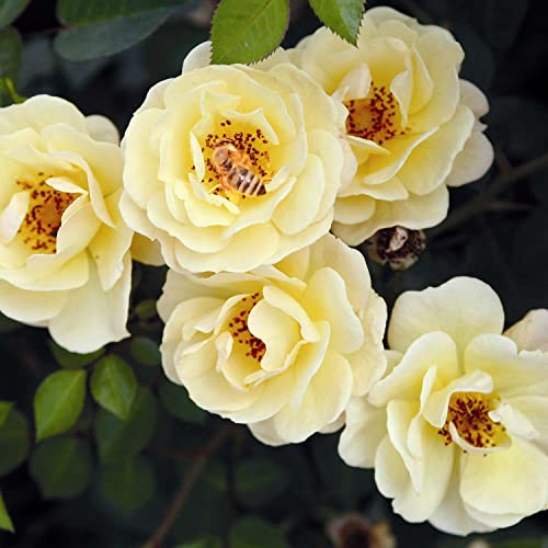 Beetrose Bienenweide® - der Bienenmagnet (Gelb - 4 Liter Topf)