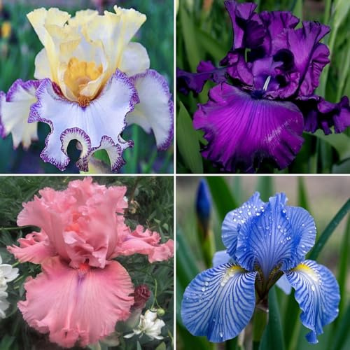 VCUYHKMB Otoño Iris Rizoma/iris versicolor - Conjunto de Bulbos de Iris para Plantación en Temporada Fría, Floración Vibrante