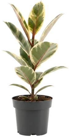 DECOALIVE Planta Natural Ficus Elastica Tineke - Gomero Variegata En Maceta 14 cm Para Dormitorio Salón Oficina Altura 40 cm