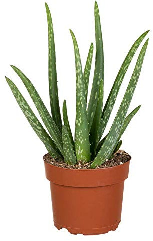 Florado Aloe Vera - Plantas suculentas auténticas, plantas medicinales para interiores, maceta de 12 cm