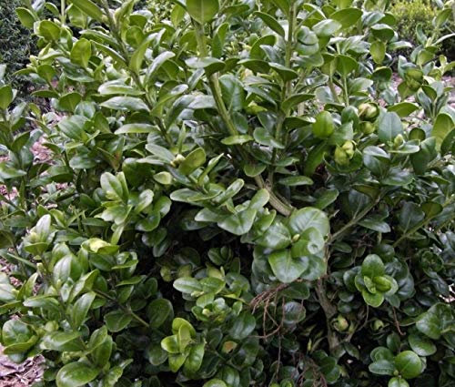 Buxus sempervirens Rotundifolia - Buchsbaum Rotundifolia - Großblättriger Buchsbaum - Größe 15-20cm