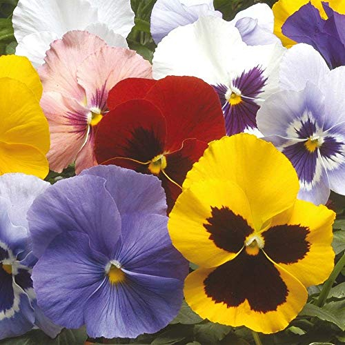 12x Garden Ready Autumn and Winter Flowering Pansy Bedding Plants