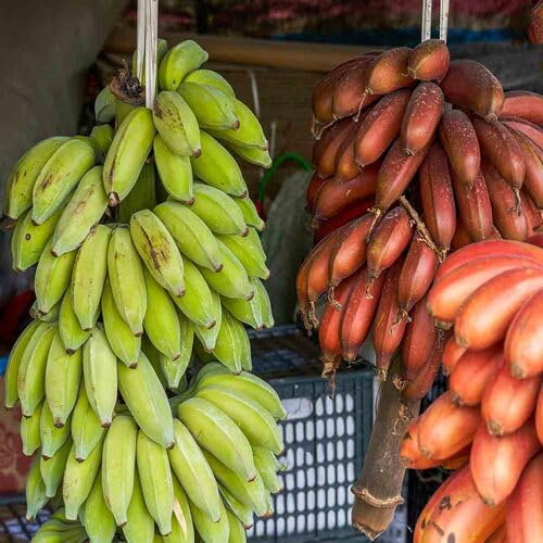 100 semillas mixtas de frutas de plátano