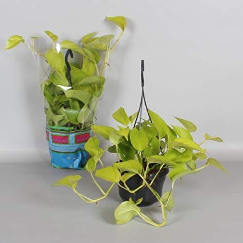 Plant Theory 15cm Golden Pothos Indoor Trailing Houseplant Devils Ivy Epipremnum Pinnatum 12cm Pot
