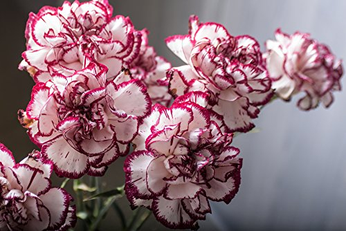 Nelke 'Double Striped' Riesen Chabaud 30 Samen-, Carnation, Dianthus Samen,gefüllte,duftend