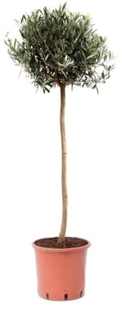 Olivenbaum Stamm Olive 80-100 cm hoch, beste Qualität, Olea Europaea