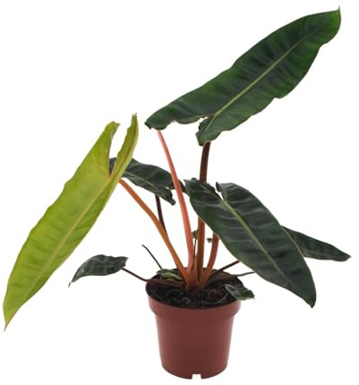 Philodendron Billietiae - 25cm - Ø12cm - Krukväxt - Vintergrön