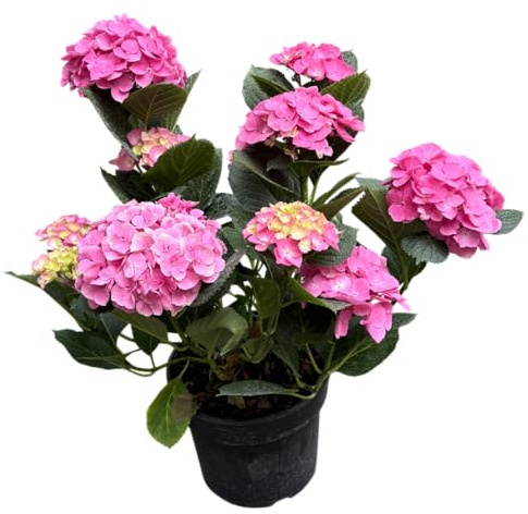 Hortensia Rosa Viva para el Jardín Planta Natural y Decorativa Pink Hydrangea para Exteriores
