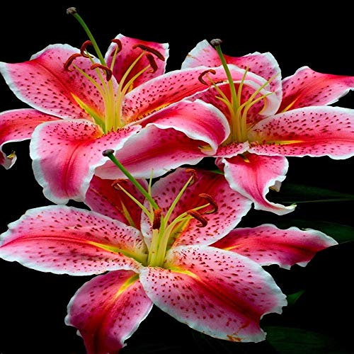 Bulbes de Lys Oriental Vivaces - Plantes en Pot ou Jardin Description Fleurs (4, rouge)