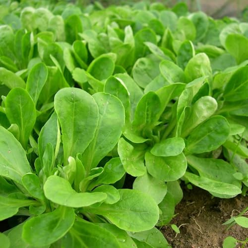 lattuga di agnello biologica varietà di esotici tradizionali semi lattuga semi varietà antiche balcone serra Aiule rialzate per il giardino invernali, 500Semi