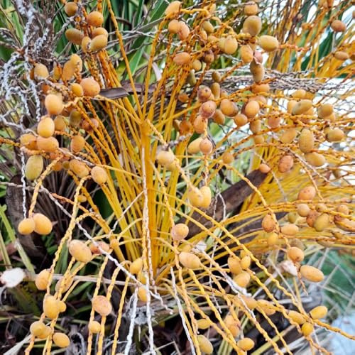 Palma da datteri - appartamento esotiche rampicanti serre balcone biologico, vecchie varietà copertura del terreno giardino roccioso, 10semi