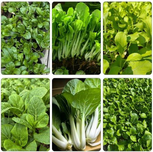 Semi di pak choi, senape cinese, da giardino, resistenti, longeve Aiule rialzate per il giardino arredamento del soggiorno da interno orto biologico 300pcs