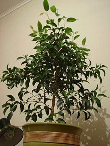 Piangendo fico - Ficus benjamina - 20 semi di albero:Seeds