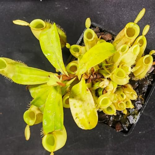 semi di nepenthes - aiuola resistenti appartamento tappezzanti biologici esotiche 350pcs