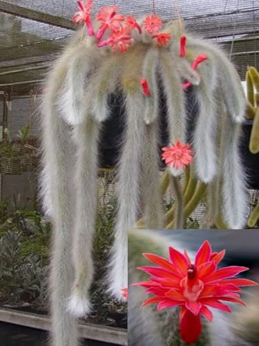 Cactus Coda di Scimmia (Hildewintera colademononis) – Pianta Succulenta Pendente Originaria della Bolivia, Fioritura Primaverile, FOTO REALI – Ideale per Vasi Sospesi