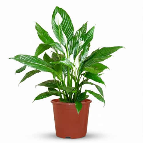 Green boutiQ - Plante d'intérieur - Fleur de lune - Spathiphyllum - Blanc - Entretien facile - 1 Plante - Pot 19cm - Hauteur 70-80cm