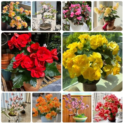 Malus Spectabilis, begonien exotische balkonpflanzen winterhart mehrjährig blumensamen balkon deko wohnzimmer 100Samen