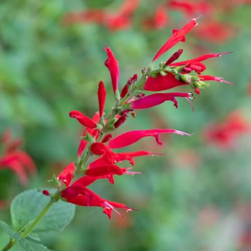 semi di salvia, da giardino da cucina balcone, tappezzanti, resistenti serra interna in vaso raro giardino sul 55pcs