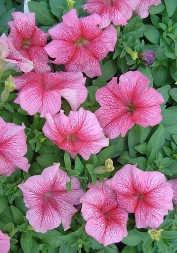 50 semi di menta piperita Pelletierte Petunia Papa