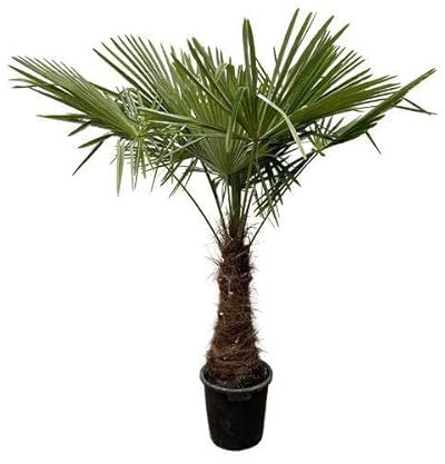Trachycarpus Palmier en chanvre XXL avec feuilles en forme d'éventail, 240 cm, Ø 45 cm, à feuilles persistantes, pour jardin, terrasse, jardin d'hiver et salon, facile d'entretien