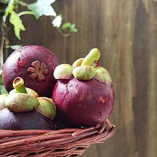 semi di mangostano, da frutto colonnari per giardinieri frutteto frutto colonnare da balcone raro comprare semi di nani, resistenti colonnari 12pcs