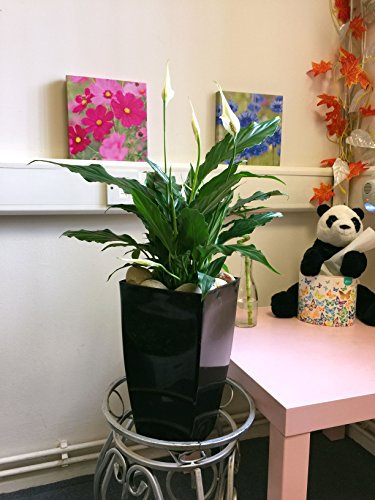 Evergreen Plante de lys dans un grand pot Milano Noir brillant