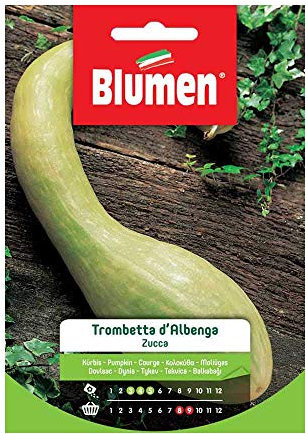 Zucca Trombetta D'Albenga