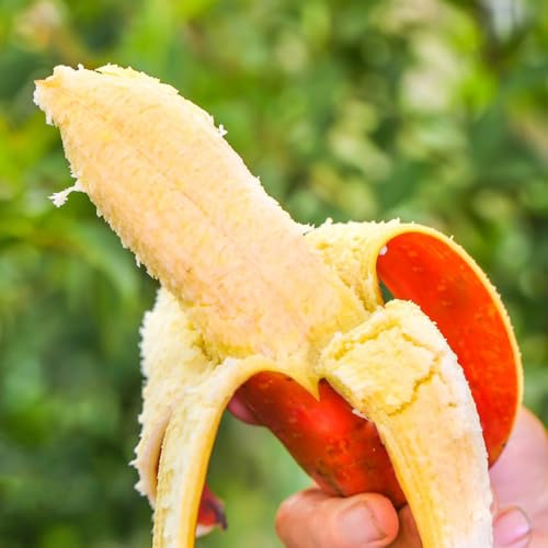 semi di banana di banano per gli amanti del giardino banane Coltivazione verdi, da appartamento da giardino roccioso con arbusti a crescita 100pcs