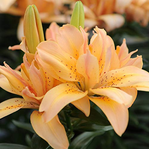 Lily Kings Joy 5 Bulbs Size 12/14 by Thompson and Morgan