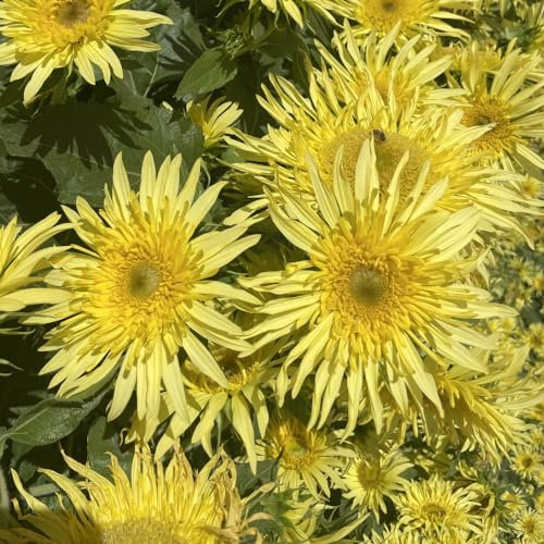 Sunflower Lemon Cutie F1 Seeds - Dwarf Variety with Long-Lasting Lemon Yellow Blooms - Perfect for Cutting, Pollen-Free - Versatile Planting - 1x Seed Packet by Thompson & Morgan