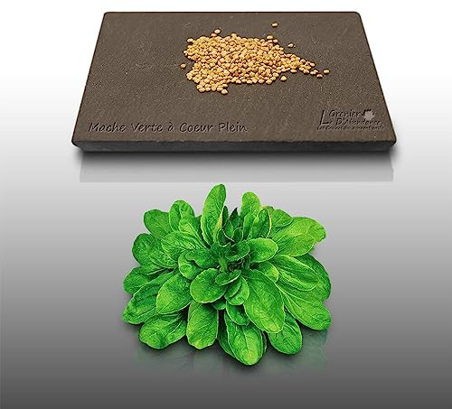 250 graines à semer - Le Grenier d'Abondance - MACHE Verte à cœur plein - Valerianella locusta
