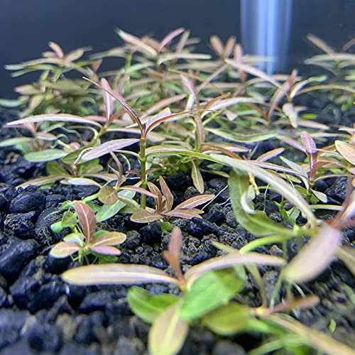 Saterkali Graines de Potamogeton Crispus, 100pcs / sac Graines de Potamogeton Crispus Plantes aquatiques hygrophiles Écologique Réservoir de poissons d'eau douce Semis d'herbe pour étang Des grain