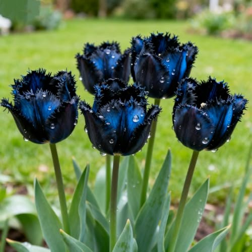 Bulbi Tulipani Resistenti Perenni Giardino- Tulipani facili da coltivare- Piantagioni Tulipani Rari Giardino Elegante Esposizione-d-4 Rizomi