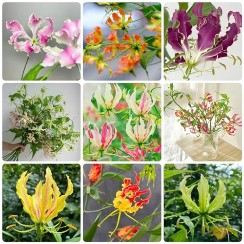 6 Pcs Flammenlilien - Zwiebeln, Frühlingsblüher Zwiebeln, Dekoblumen, Kletterpflanzen Winterhart Flammenlilie - Gloriosa Superba - Frühlingsblüher Zwiebeln, Kleine Geschenke Frühlingsblumen