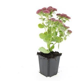 Sedum 'Herbstfreude' con Hojas Carnosas, para Jardín, Rosas, Pack de 24