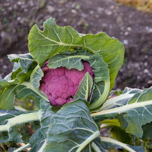 coliflor - Brassica oleracea - balcón invernadero semillas de coliflor verdes orgánicas exóticas resistentes jardines de rocas Cultivo trepadoras variedades raras 250semillas