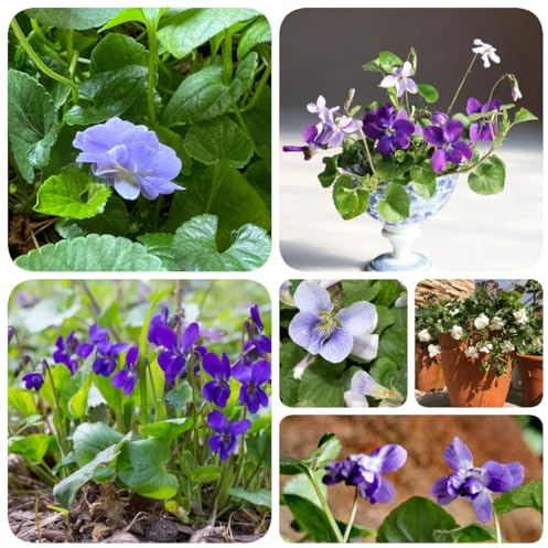 200 pcs Duftveilchen Pflanze Samen - zimmerpflanze indoor plants Viola odorata Samen - garten pflanzen pflanzensamen blumensamen seeds gartensamen bonsai samen deko büro seeds balkon