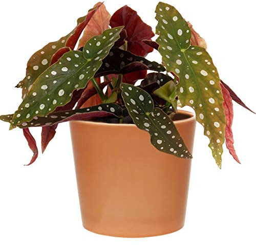 1 x Begonia Maculé Supérieur | 20-30 cm Plante d’Intérieur en Pot