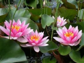 Ninfea 'Laydekeri Lilacea' – Pianta Acquatica Viva a Radice Nuda Fiore Rosa Lilla Delicato – Per Laghetti e Vasche Piccole – Fioritura Estiva – Coltivata in Italia