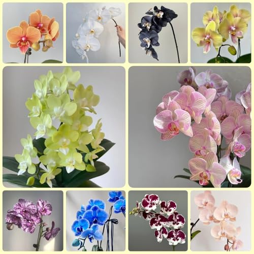 Semi di Phalaenopsis - esotiche Semi di orchidea Phalaenopsis semi di campo biologici 400pcs