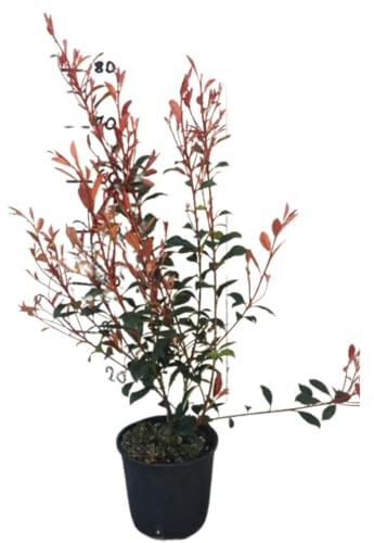 Vivaio Garden Forest Photinia x Fraseri Robusta Compacta, Rosso, Rami folti, Colore rosso, Pianta da vaso, Pianta da esterno, Rapida crescita, Pianta reale, Resistente al freddo, Vaso 18cm, H 80cm
