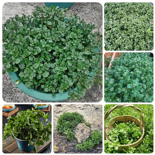 semi di crescione biologici - giardino resistenti 150pcs
