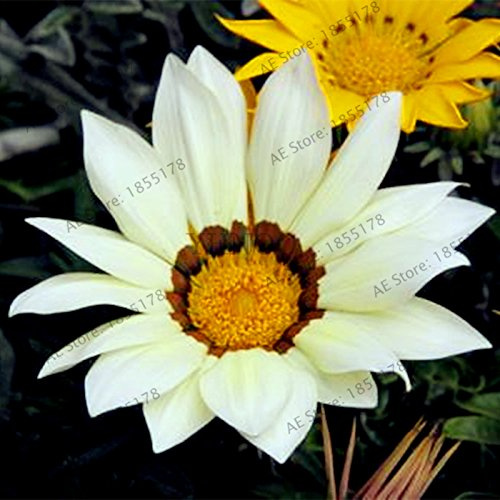 100 pz/borsa Seltene Blumen-Samen Gazania Rigens Samen-Haupt Balkon Garten Bonsai Zier Splendens Crisantemo 10