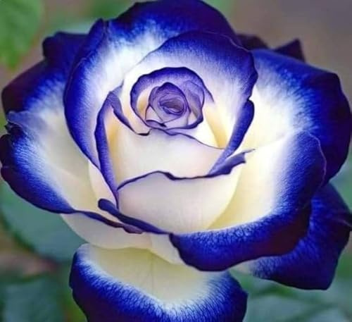 Rosa rara - Arbusto di rosa perenne resistente - Molto profumato - Adatto per la coltivazione in vaso e nel terreno-1 root-J