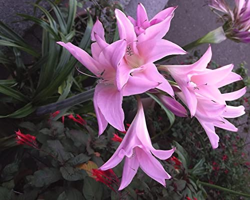 Blumenzwiebel - Raritäten : Amarcrinum Howardii 1 Zwiebel