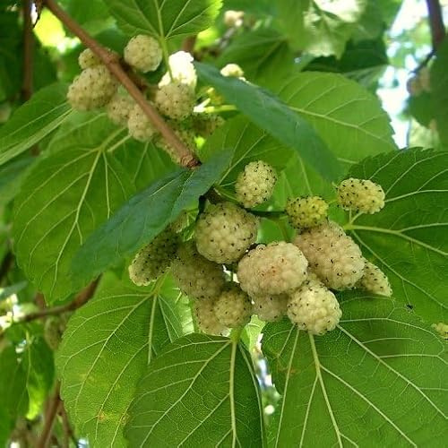 Vivaio Garden Forest Pianta di Gelso Bianco in Vaso 24cm - albero da giardino, bacche di gelso, ottima per ombreggio e pianta decorativa