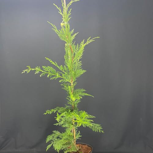 1 Stück Leyland Zypresse von INTRAGARTEN | immegrüne Bastardzypresse 80-100 cm im 3 Liter Topf